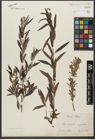 Foto von Salix triandra L. x Salix viminalis L.